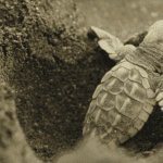 Velas Turtle Festival