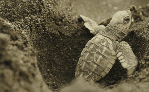 Velas Turtle Festival