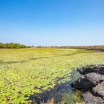 Kaas Pathar & Thoseghar Waterfall Trek