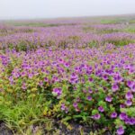 Kaas Pathar & Thoseghar Waterfall Trek