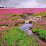 Kaas Pathar & Thoseghar Waterfall Trek